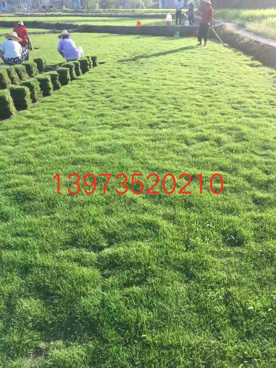 湖南郴州绿溪草皮苗木种植基地