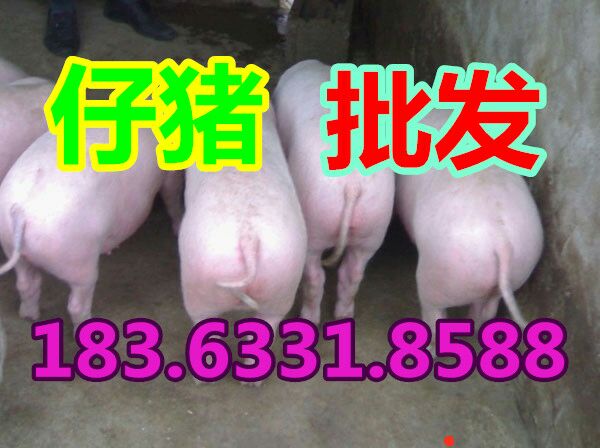 全中国仔猪价格趋势批发