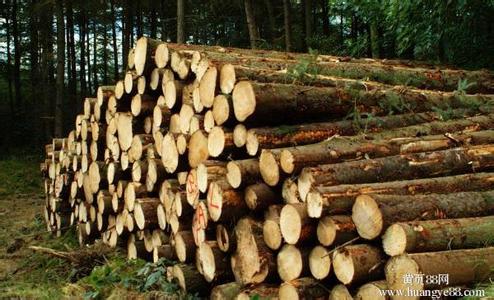 大连进口美洲木材报关关税