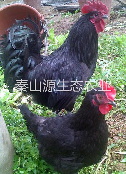 西安市铜川土鸡苗，陕西土鸡苗，绿壳蛋鸡厂家