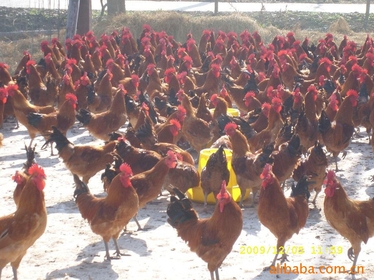 宝鸡市平凉那里出售鸡苗陕西飞翔禽业供应厂家