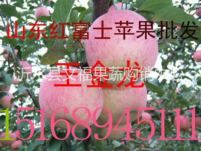 山东红富士苹果价格行情 红富士苹