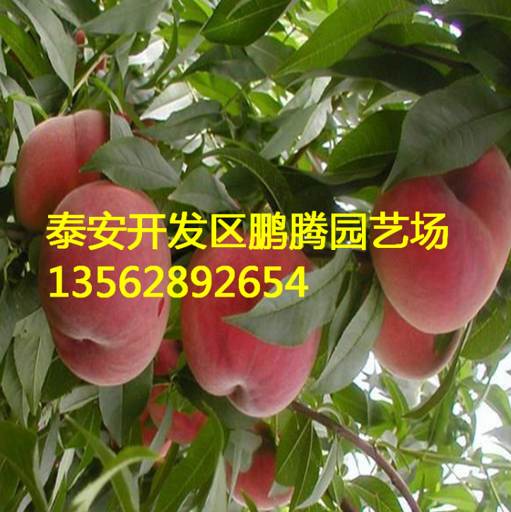 供应高产水蜜桃桃树树 嫁接桃树树 五月红水蜜桃桃树 品种齐全
