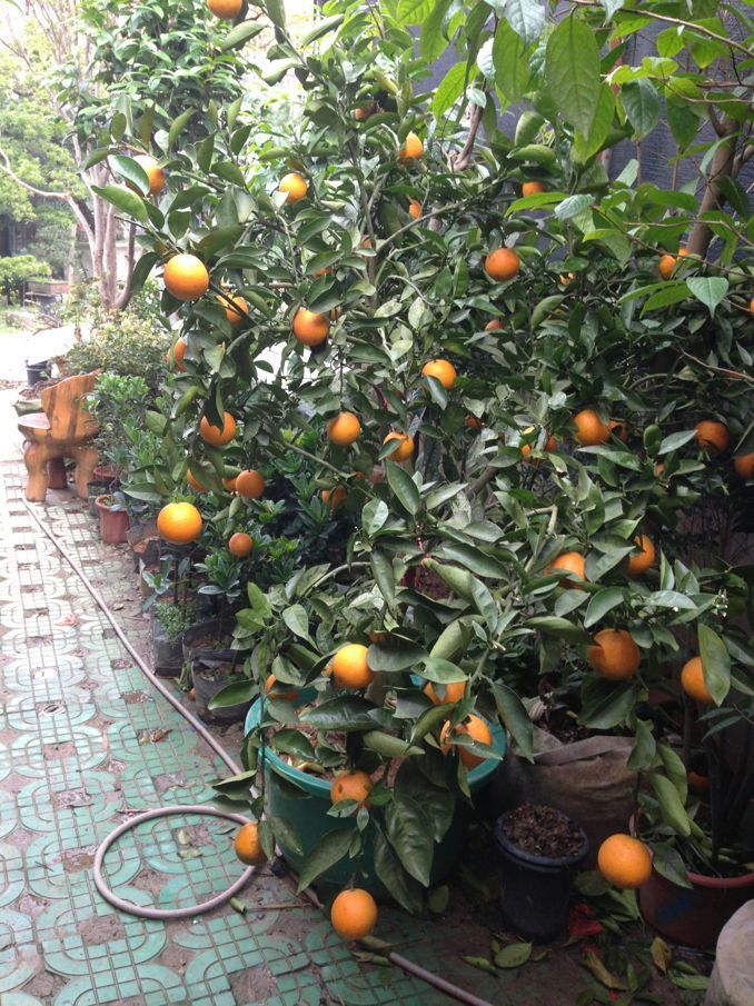 柑橙果 柑橙果苗 广西柑橙果 广西柑橙果苗批发 广西柑橙果苗供应图片