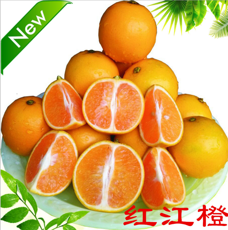 岭南特产 新品种橙子 自产自销 基地直销 优质 绿色 红江橙图片