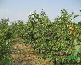 青海厂家供应杏树    各种品种杏树种植图片