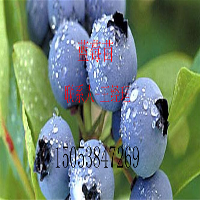 批发组培蓝莓苗价格 原种北方高丛品种南方兔眼蓝莓树苗 盆栽果树苗基地带钵发货图片