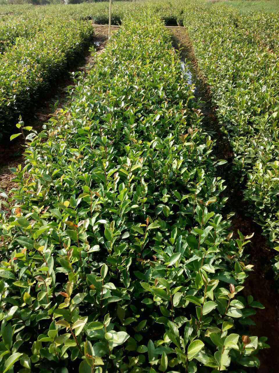 百色油茶实生苗种植