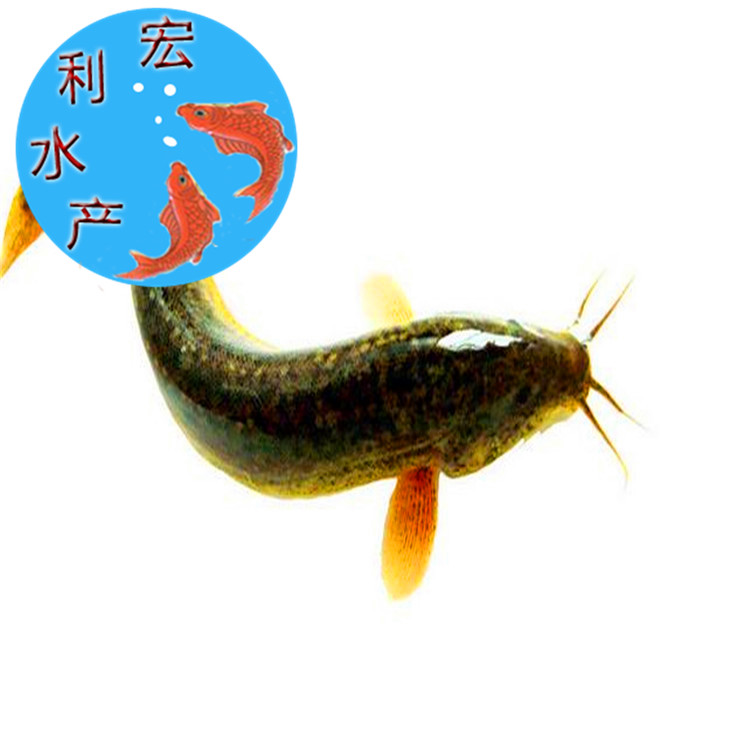 【热卖】大量供应台湾泥鳅鱼苗批发