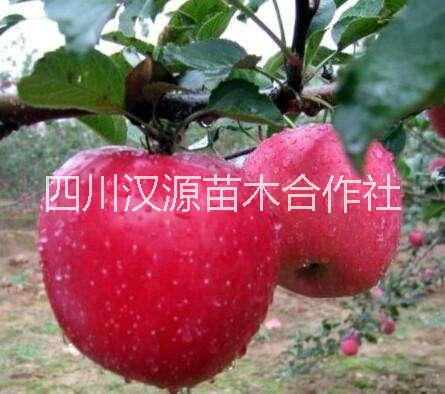 雅安市苹果树苗厂家苹果  烟富0（烟富10）树苗 苹果树苗