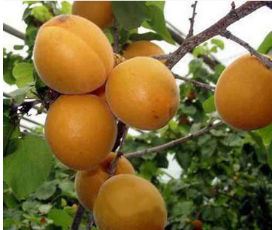 凯特杏树批发基地 杏树价格 金太阳杏树供应 杏树苗