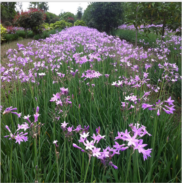 厂家直供优质地被植物紫娇花 宿根花卉紫娇花 园林绿化花卉