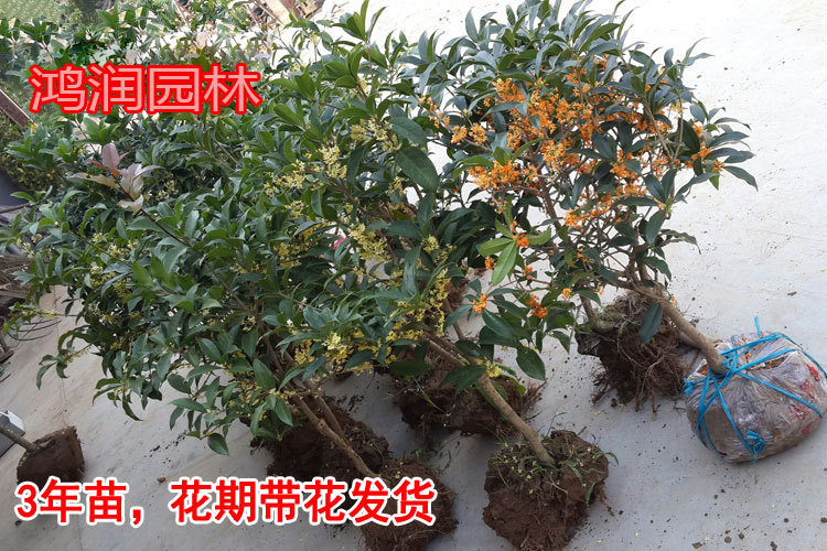 供应商出售桂花价格低廉庭院种植桂花产地江苏