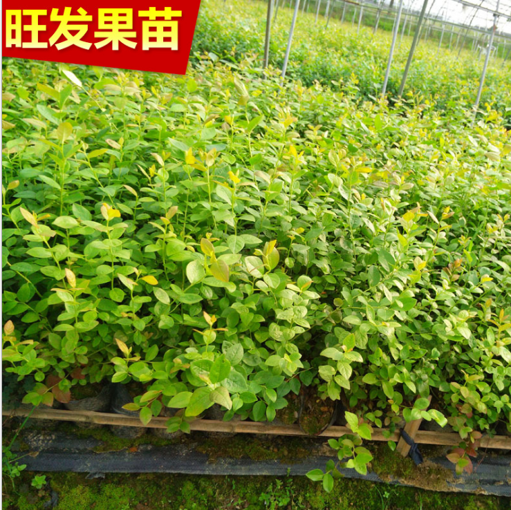 惠州市批发 夏普蓝莓苗果树厂家