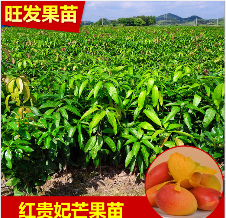 惠州市基地销售 新品种红贵妃芒果苗厂家