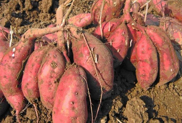 德州市山东红薯种植批发厂家