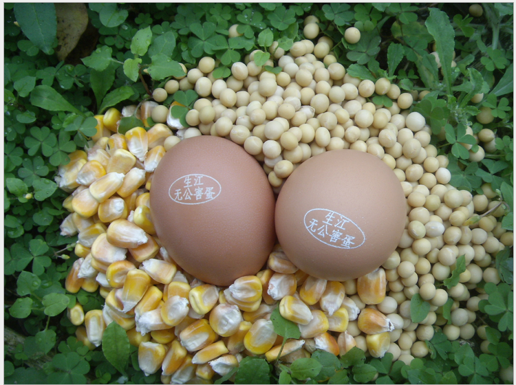 鸡蛋批发厂家直销 鸡蛋 生江原始蛋 土鸡蛋 绿壳鸡蛋批发图片