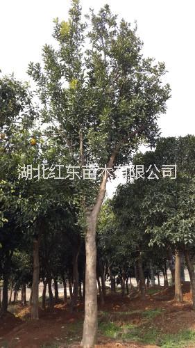 荆州市香泡香橼柚子树厂家