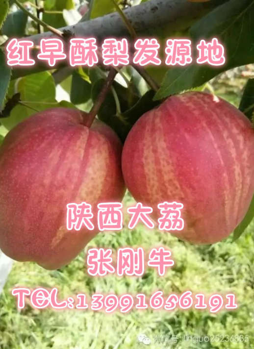 陕西红早酥梨苗 红梨树苗发源地 2-3年结果 易丰产 稳产
