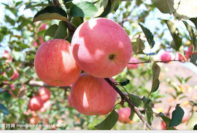 苹果树新品种-陕西早熟苹果苗，新品种-秦阳