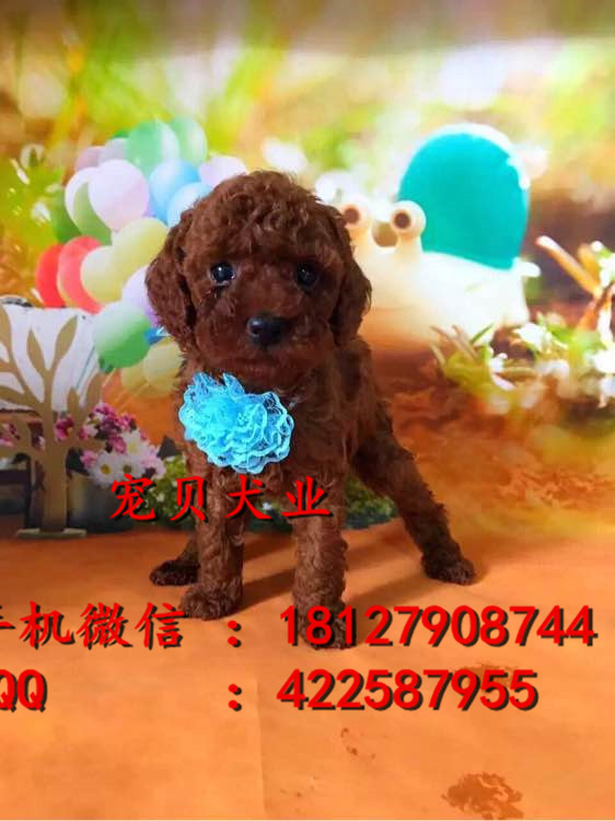 广州纯种泰迪熊广州哪里有泰迪熊广州泰迪熊价格