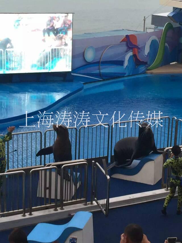 海洋展览出租海洋展主题乐园海洋生物表演大型海洋展主题展览出租 海洋展览出租