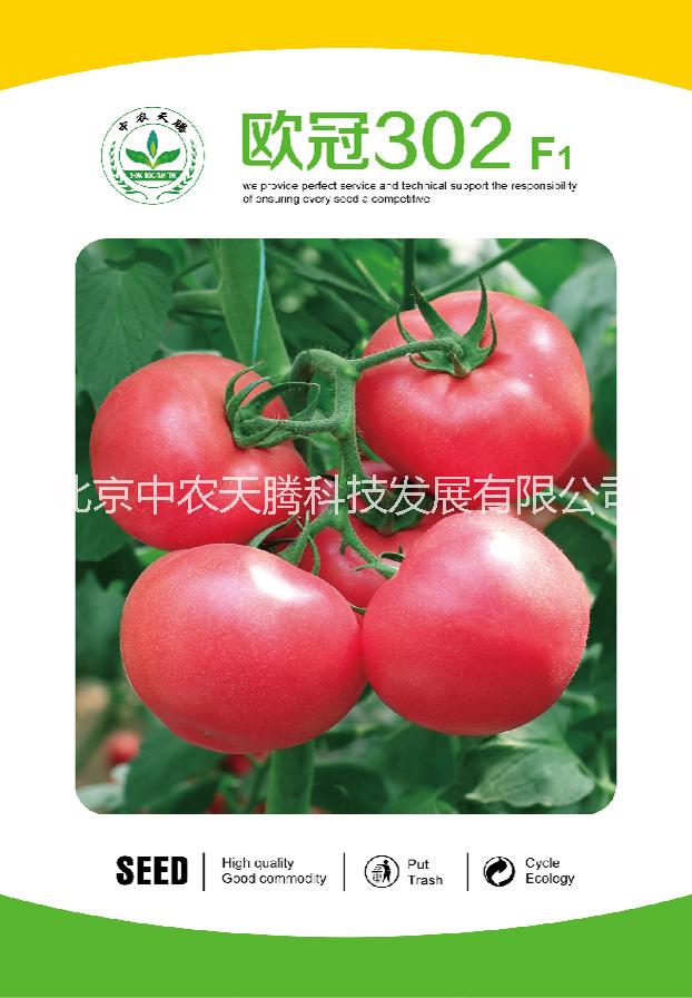 进口番茄种子    番茄种子价格    欧冠302番茄种子图片