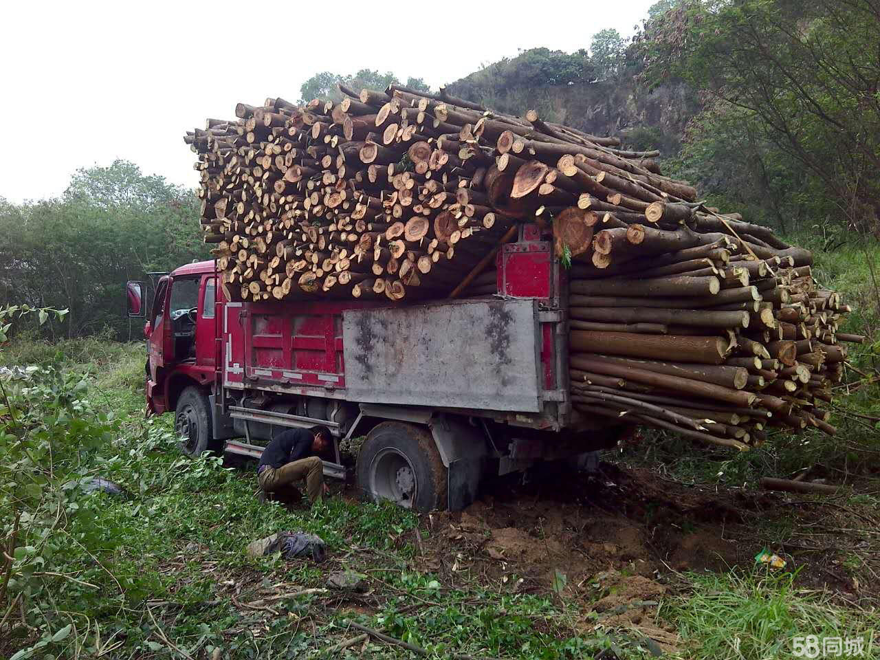 广州砍树 广州专业砍树 学校园区专业砍树工程团队 广州专业砍树工程