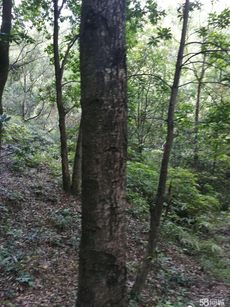 佛山哪里有园林树木收购团队 佛山安全专业伐树公司服务到位图片