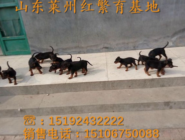 厂家直销纯种莱州红 三个月苏联红幼犬价格 品种纯种 价格低廉 质量保障图片