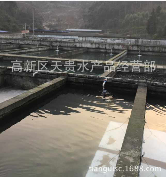 杂交大口鲶鱼苗四川眉山杂交大口鲶鱼苗 杂交大口鲶鱼苗供应商 四川鲶鱼苗