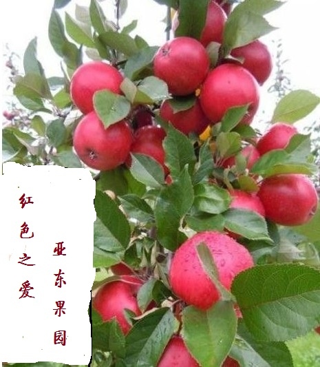 徐州市红色之爱苹果苗（红肉苹果）厂家红色之爱苹果苗（红肉苹果） 苗木基地 红色之爱苹果树苗批发