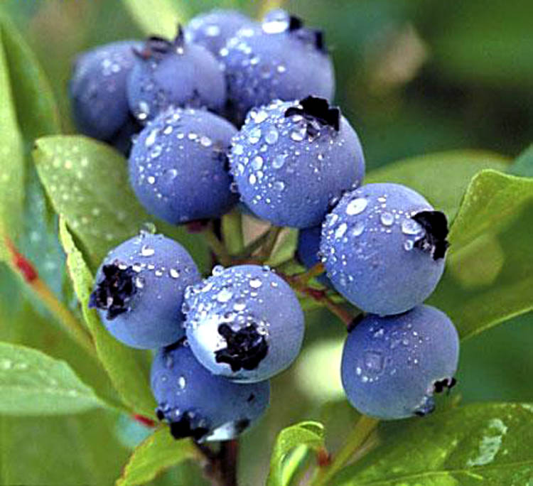 蓝莓四季苗  苗木基地 蓝莓四季苗批发