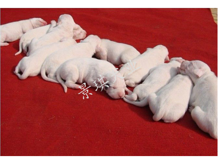 杜高犬 阿根廷杜高犬 出售精品杜高犬幼犬 大骨架 景琪犬业