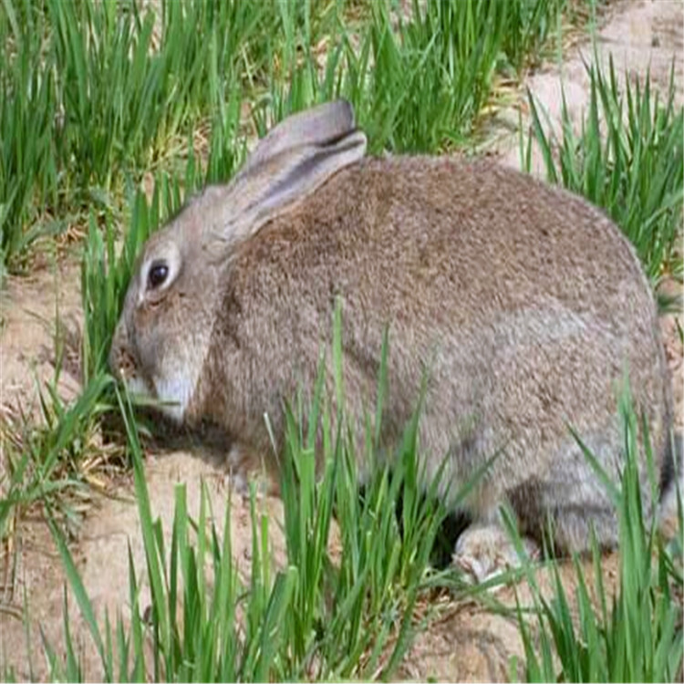 比利时兔苗【比利时种兔】当前比利时兔哪里有卖的价格在多少 比利时兔苗