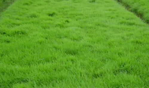 惠州市绿化木苗厂家惠州绿化木苗价格  绿化木苗 绿化木苗基地 绿化木苗大量出售