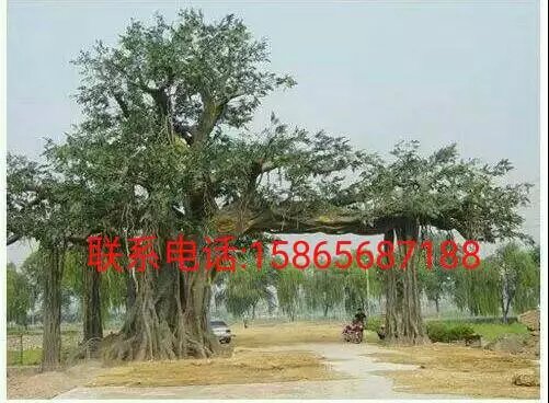 滁州生态园大门 滁州哪里有水泥生态园大门  滁州生态园大门艺术图片