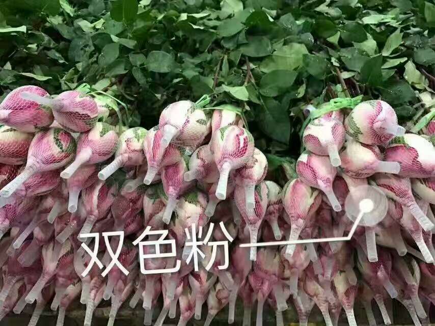 桂林市湖南玫瑰种植大量批发玫瑰花厂家湖南玫瑰种植大量批发玫瑰花