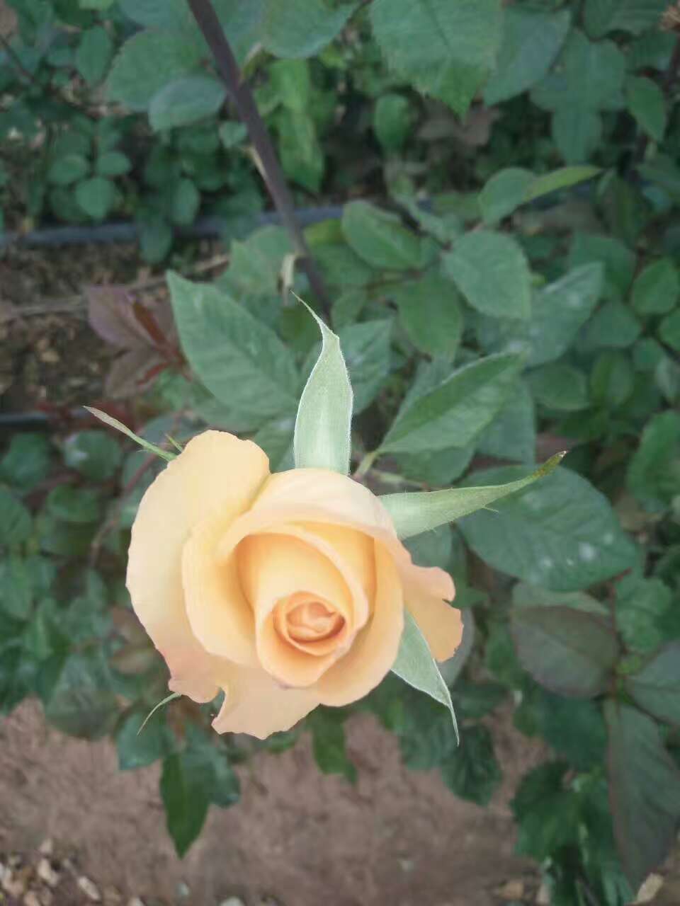 桂林市广西桂林玫瑰种植大量批发玫瑰花厂家