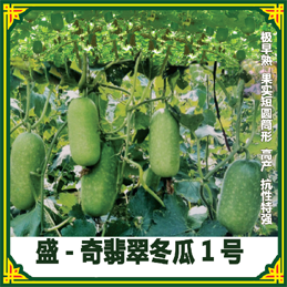 盛-奇翡翠小米冬瓜1号种子 四川盛琪蔬菜种子销售有限公司推出优质高产冬瓜种子图片