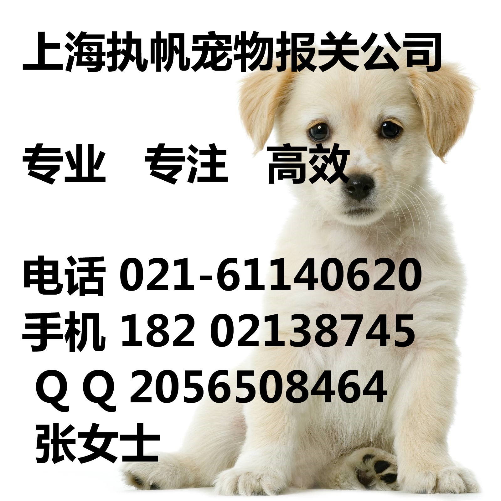 机场猫狗宠物上海进口报关
