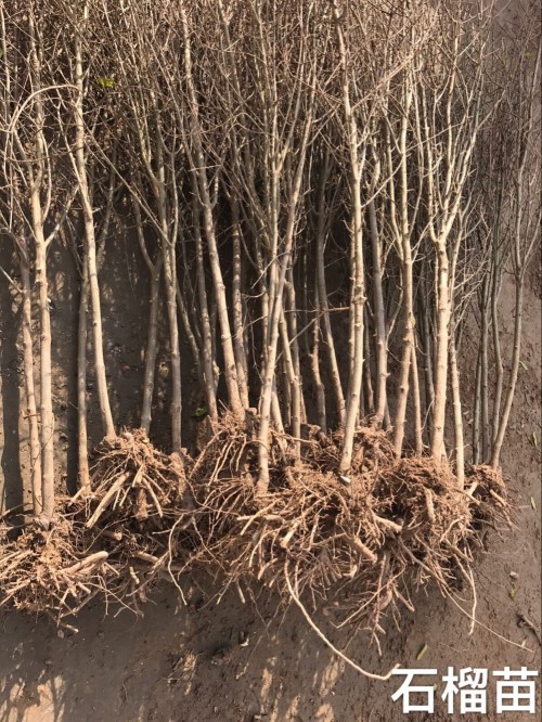 供应石榴苗，突尼斯软籽石榴苗，3至15公分石榴树图片