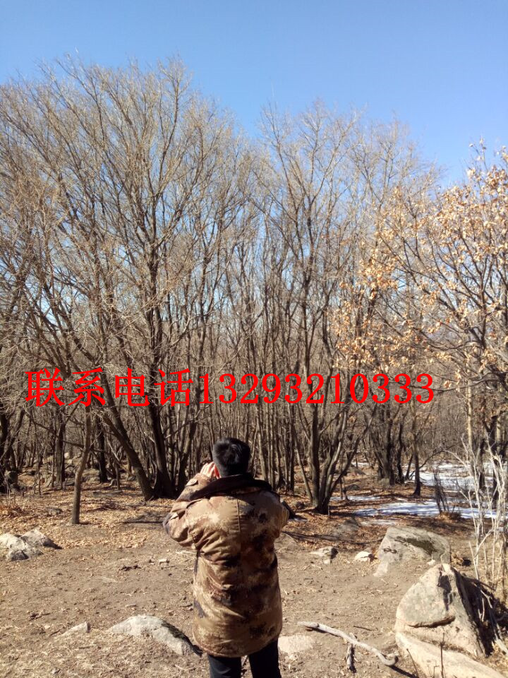山东蒙古栎供应商  山东蒙古栎订购电话13293210333