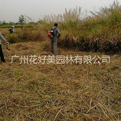 广州绿化修剪杂草清除灌木整枝
