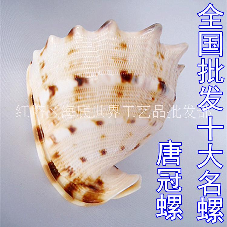 天然海螺贝壳批发 唐冠螺