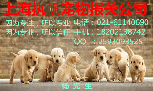 上海入境宠物报关攻略、上海宠物报关公司、上海机场宠物代理报关报检