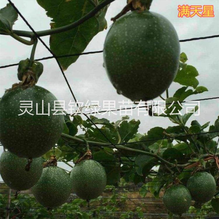 桂林市满天星百香果苗厂家