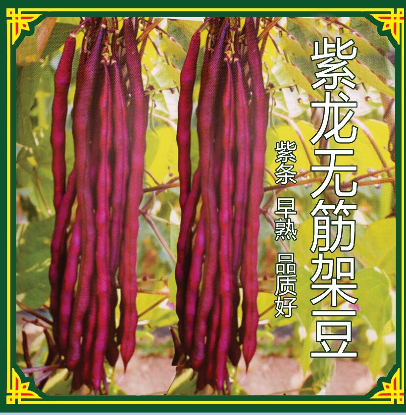 紫龙架豆种子 ，种子公司批发，适宜试种成功地区春秋栽培，特色蔬菜图片