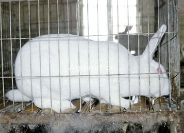 哪里有正规的肉兔养殖场并签正规的商品兔回收合同
