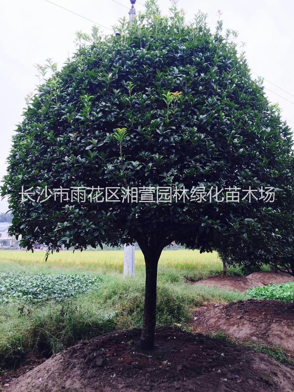 桂花树、八月桂、金桂、四季桂丹桂图片